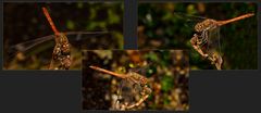 Libellen-Collage