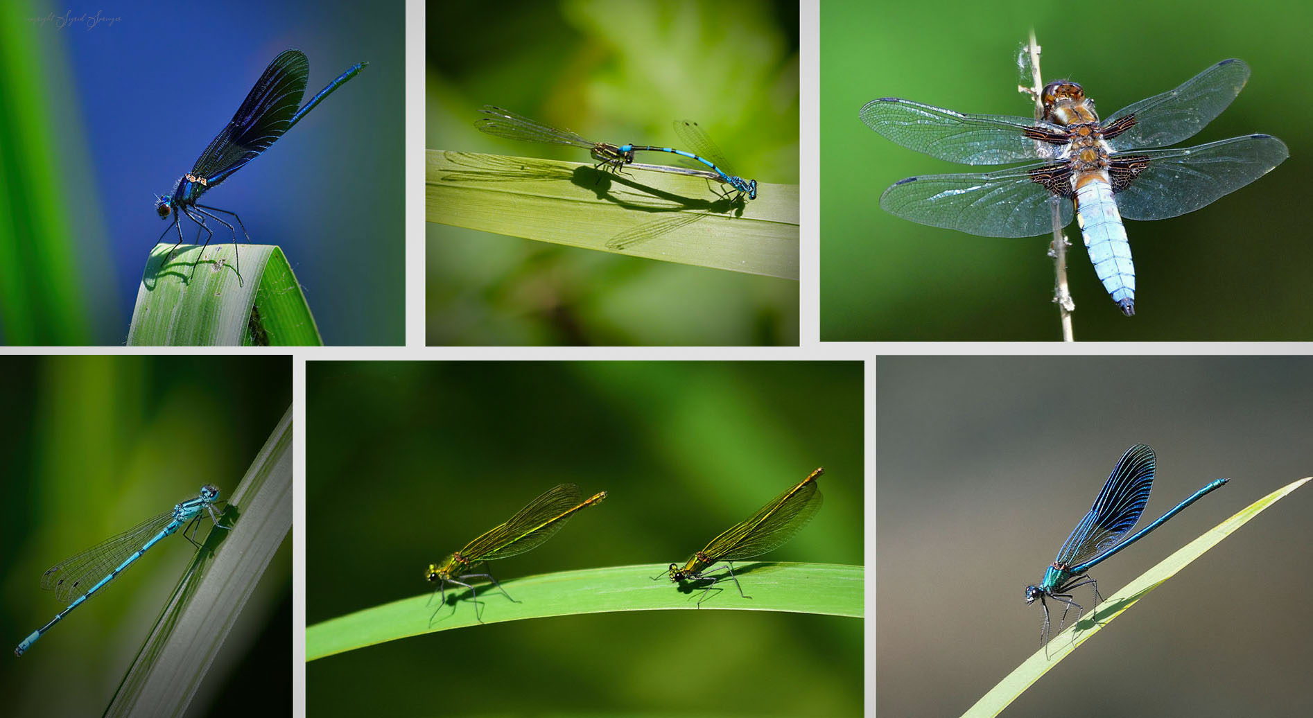 Libellen Collage