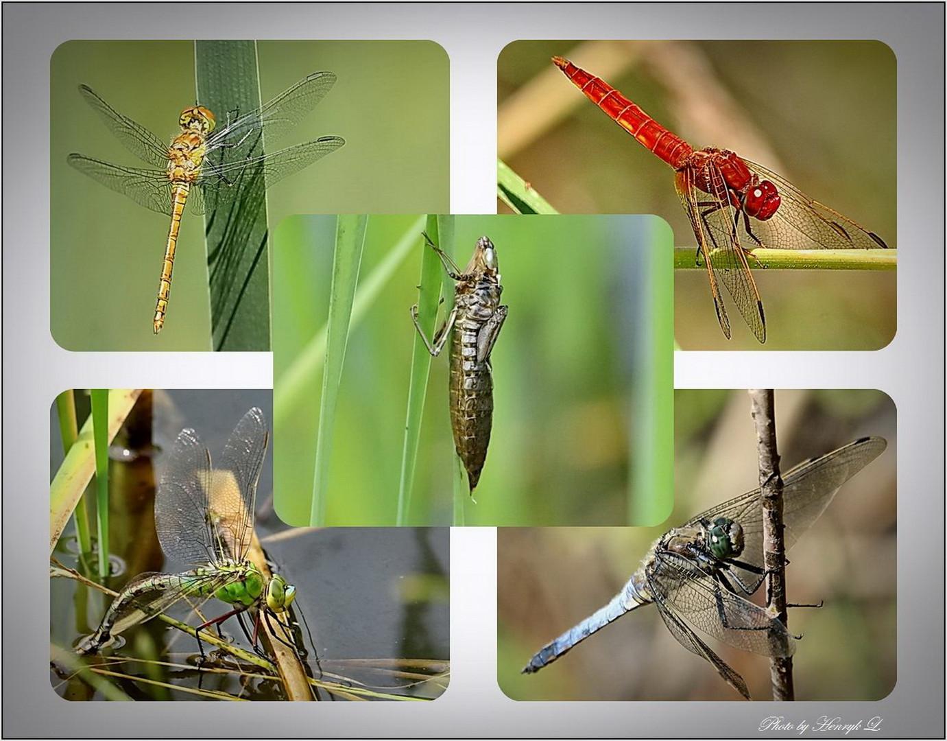 Libellen - Collage