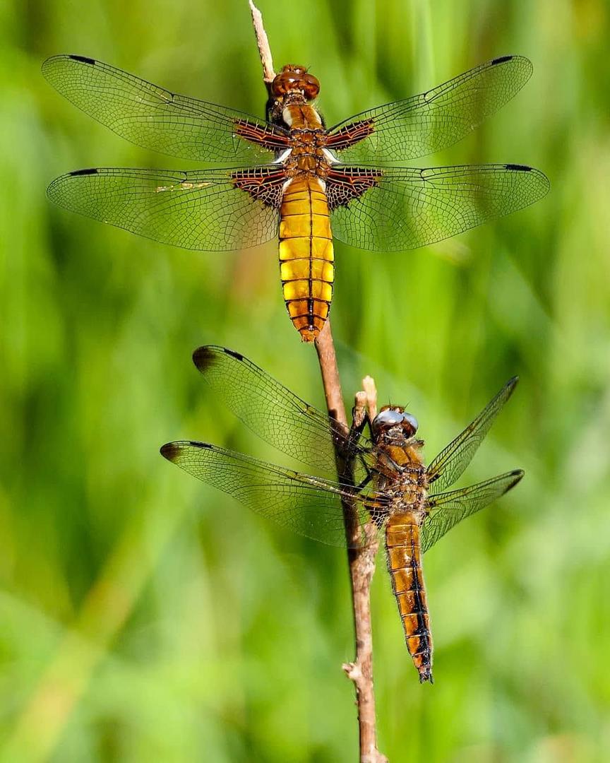 Libellen Duo