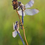 Libellen - Duo im Morgentau