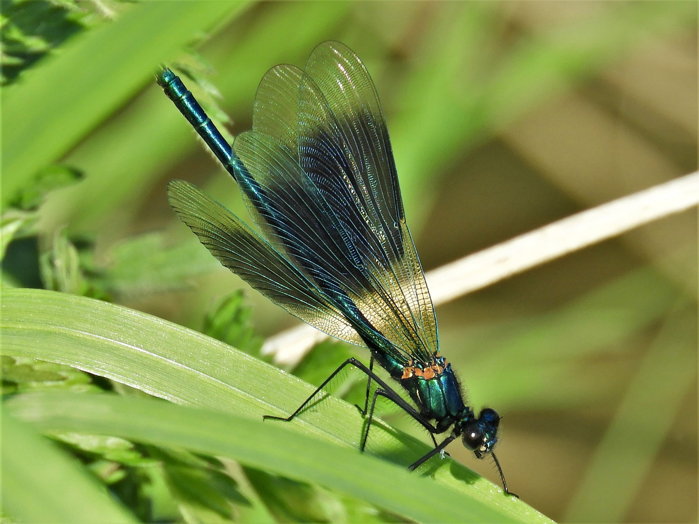 Libellen - ein Wunder der Natur?