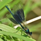 Libellen - ein Wunder der Natur?