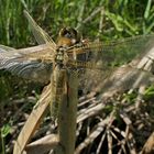 Libellen: „Entwicklungen“ an einem Juni – Morgen 12