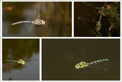 Libellen-Flugtag