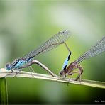 Libellen Fotoshooting .... Große Pechlibelle