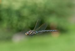 Libellen, für mich sind sie die perfekten Flieger........