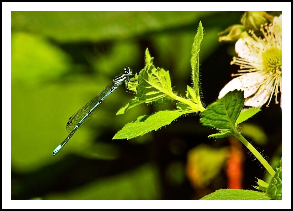 Libellen gibt es in meinen Gartenteich sehr viele