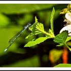 Libellen gibt es in meinen Gartenteich sehr viele