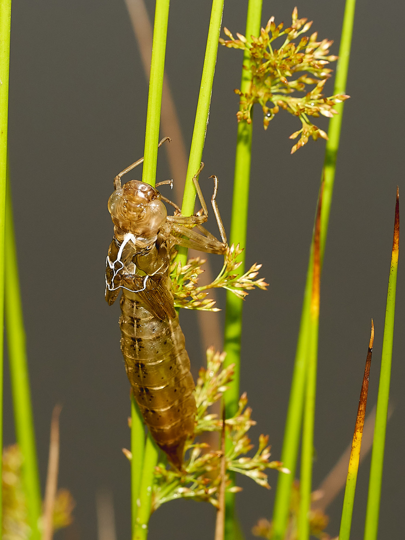 Libellen Hülle