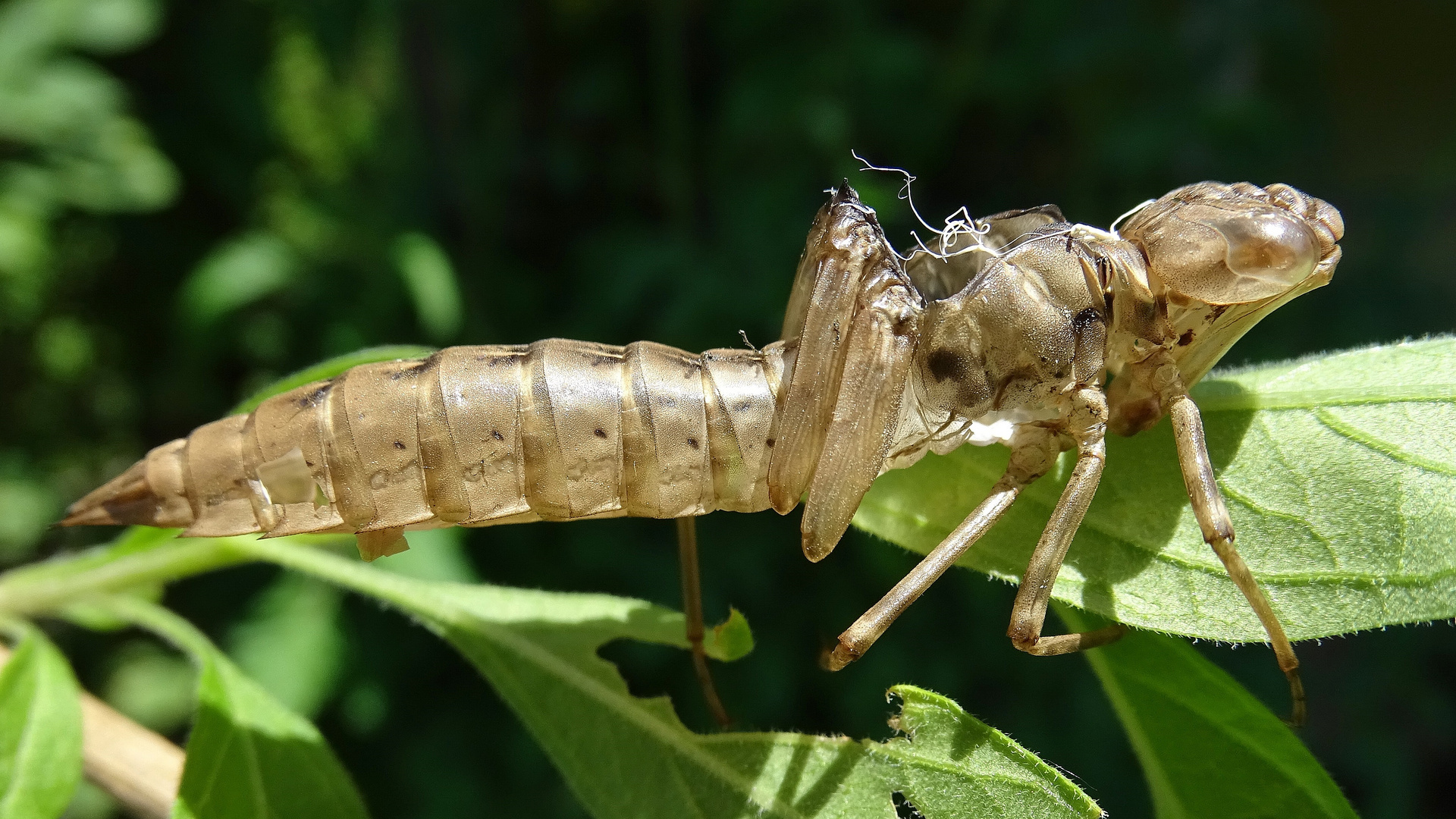 Libellen Hülle, Gehäutet