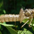 Libellen Hülle, Gehäutet