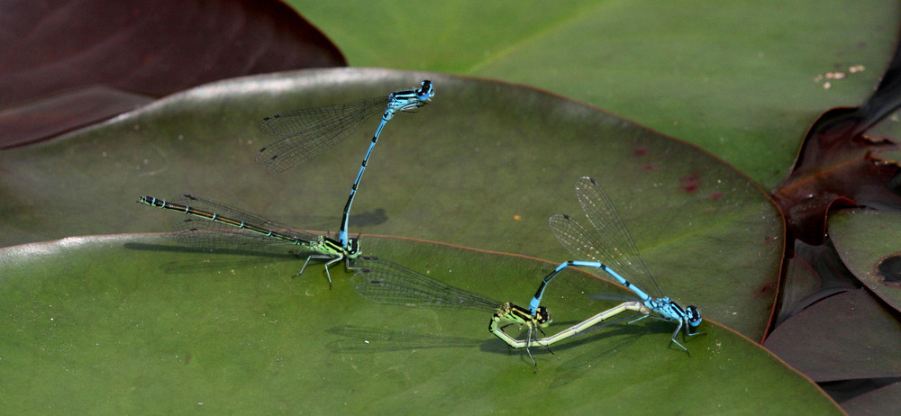 Libellen im Botanischen Garten München