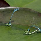 Libellen im Botanischen Garten München