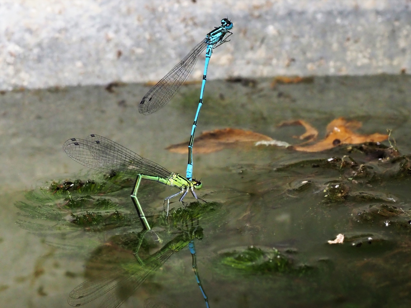 Libellen im Bottich auf der Terrasse