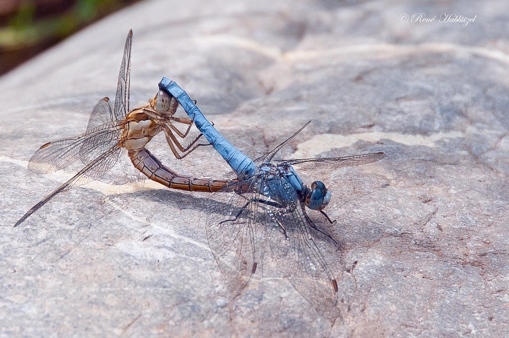 Libellen im Doppelpack