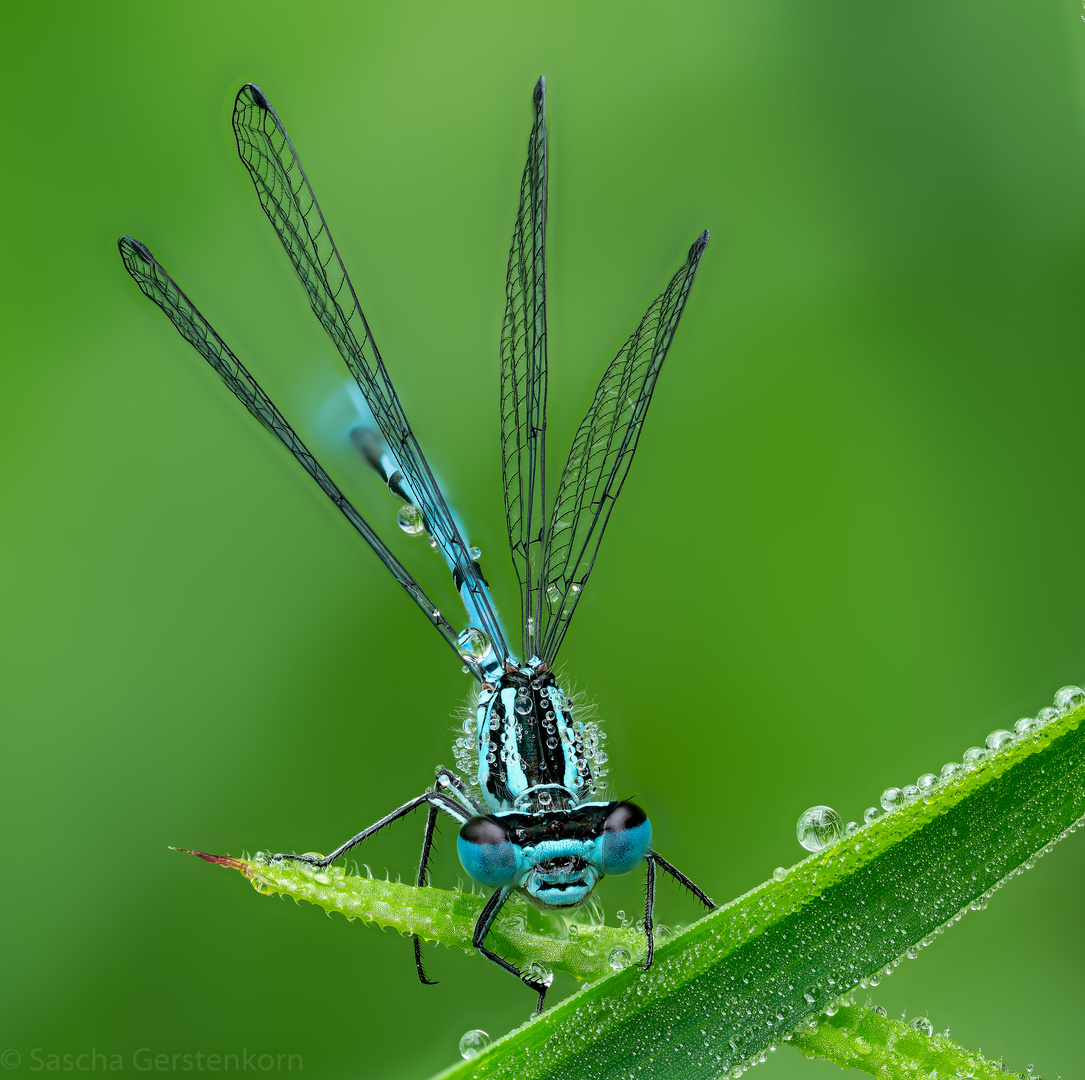 Libellen im Duvenstedter Brook