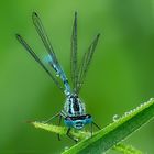 Libellen im Duvenstedter Brook