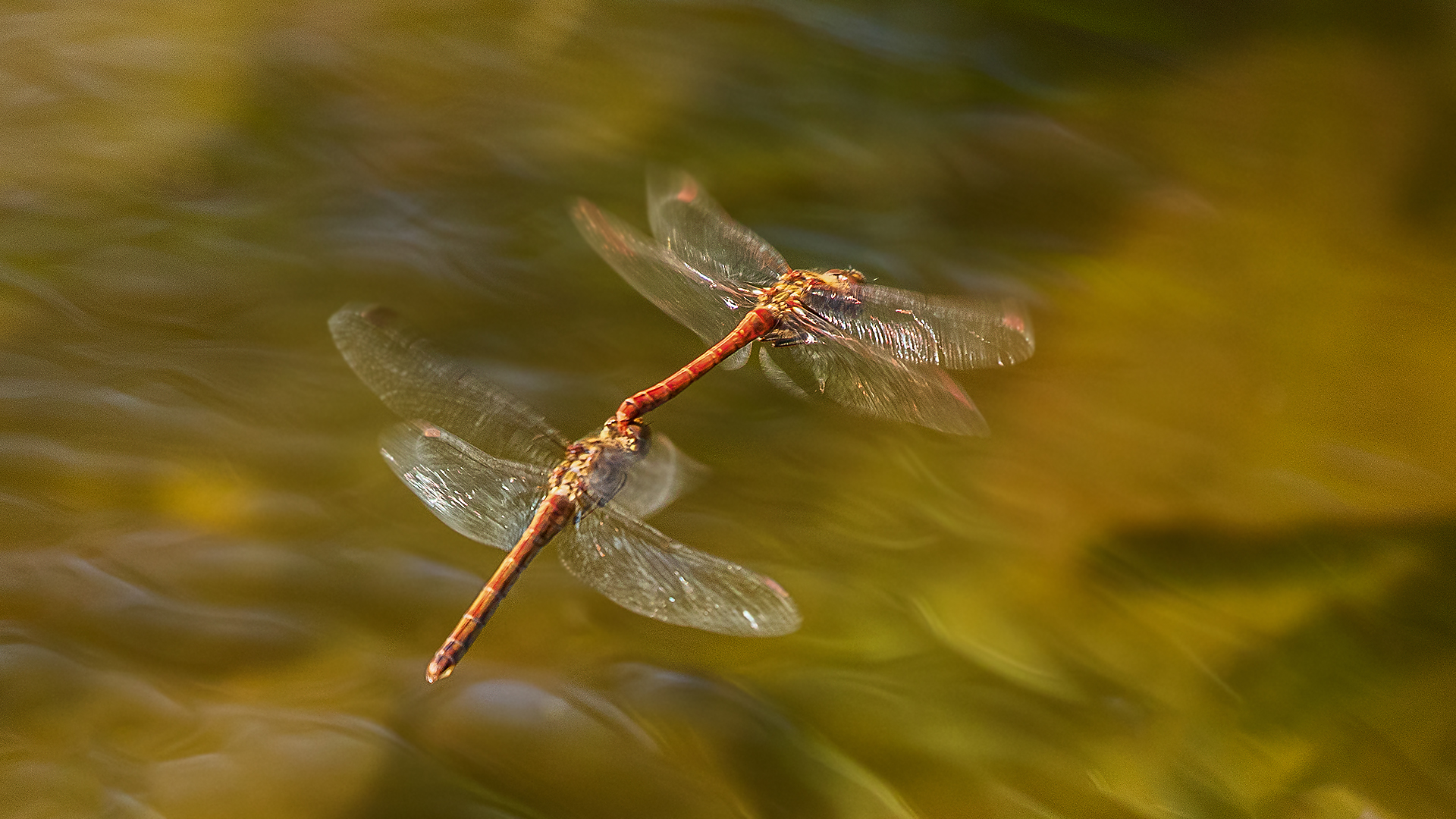 Libellen im Flug 001