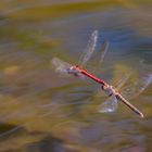 Libellen im Flug 002