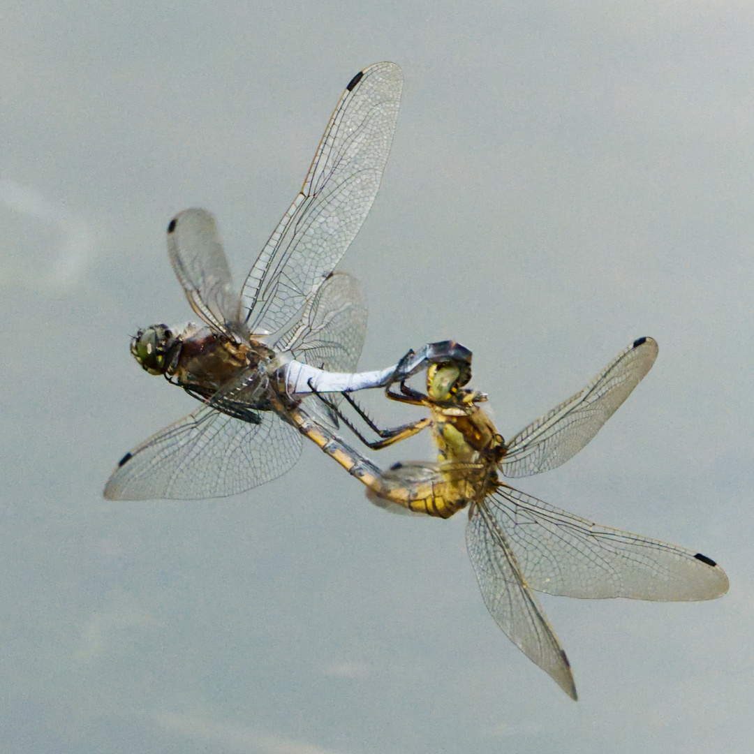 Libellen im Flug