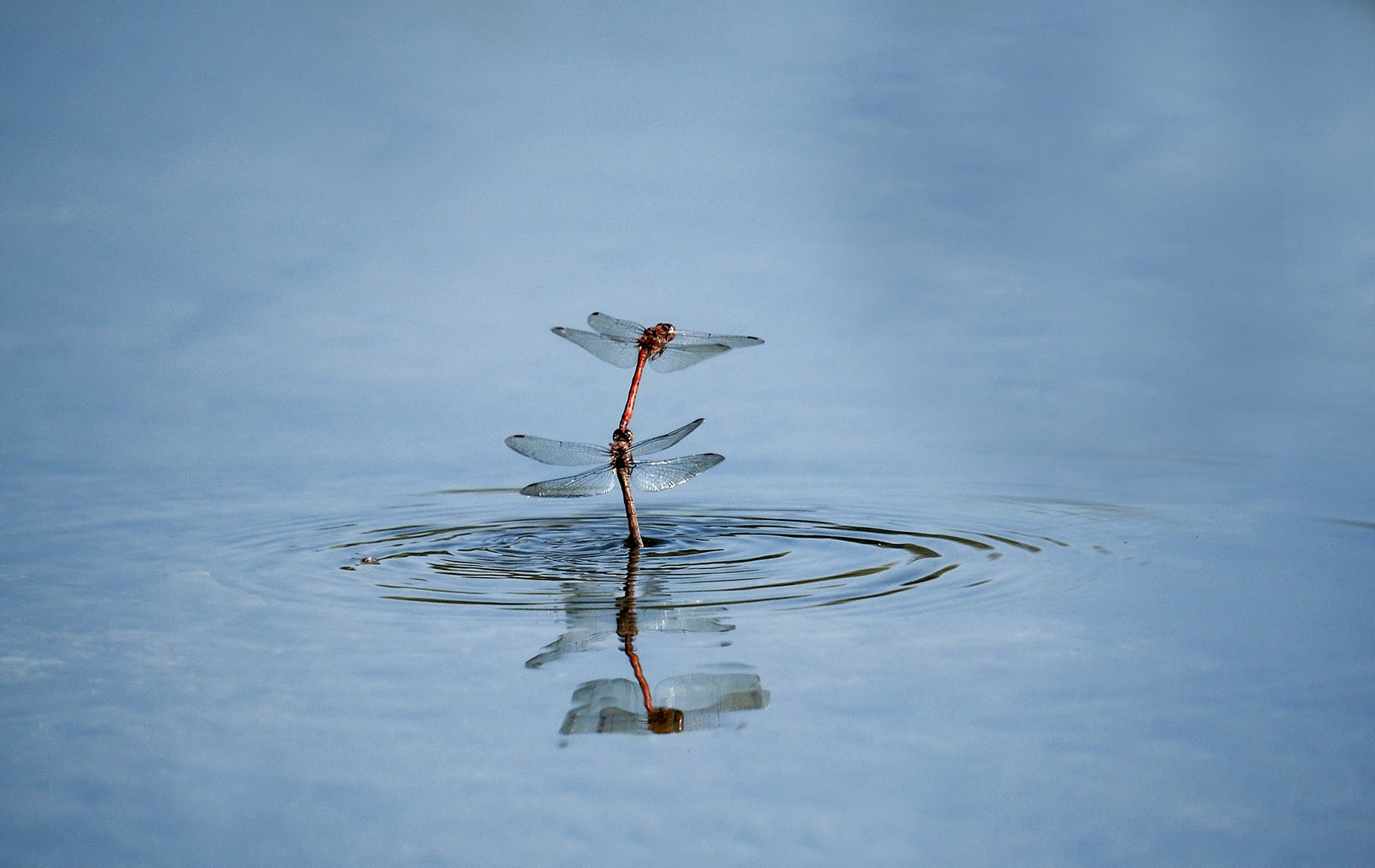 Libellen im flug