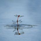 Libellen im flug