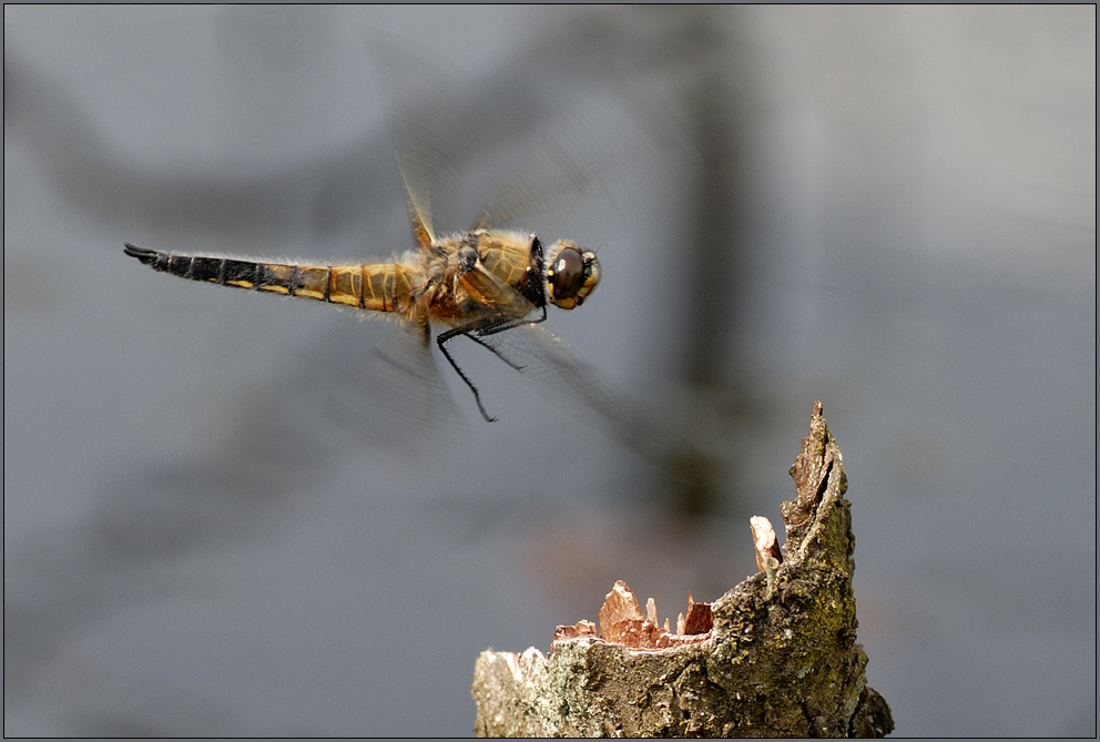 libellen im flug