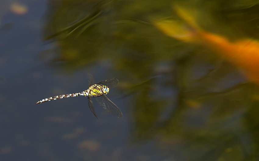 Libellen im Flug am Koiteich 1