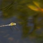 Libellen im Flug am Koiteich 1