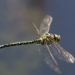 Libellen im Flug am Koiteich 2