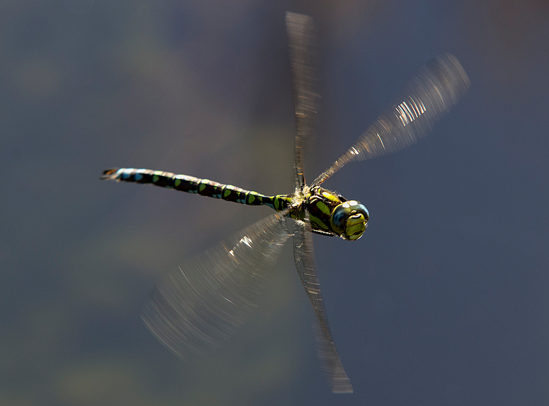 Libellen im Flug am Koiteich 3