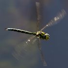 Libellen im Flug am Koiteich 3