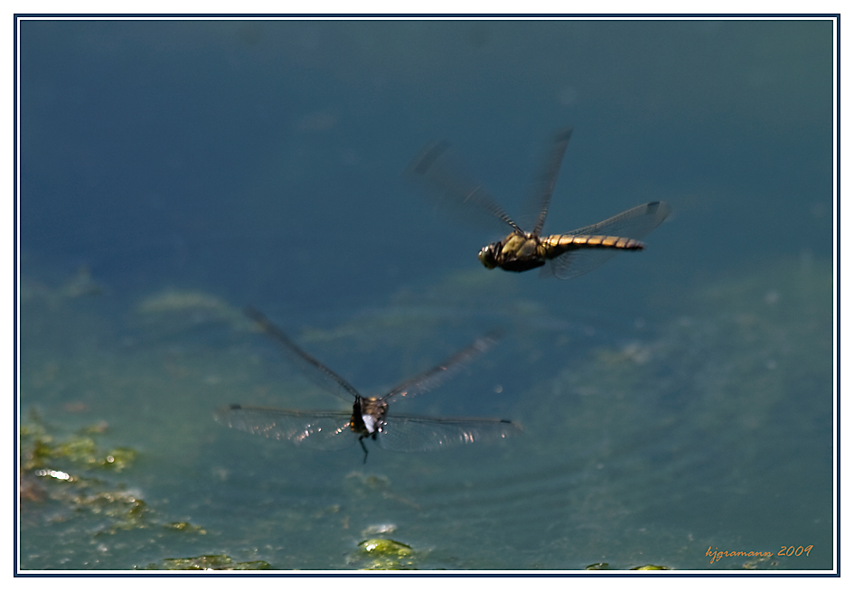 libellen im flug.....