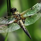 Libellen im Garten