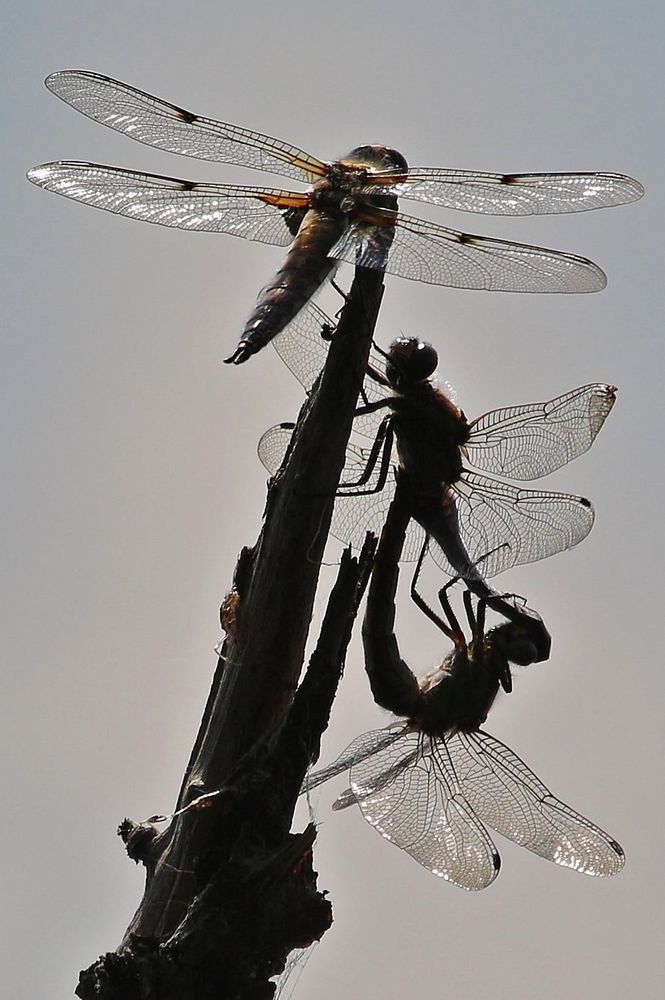 Libellen im Gegenlicht