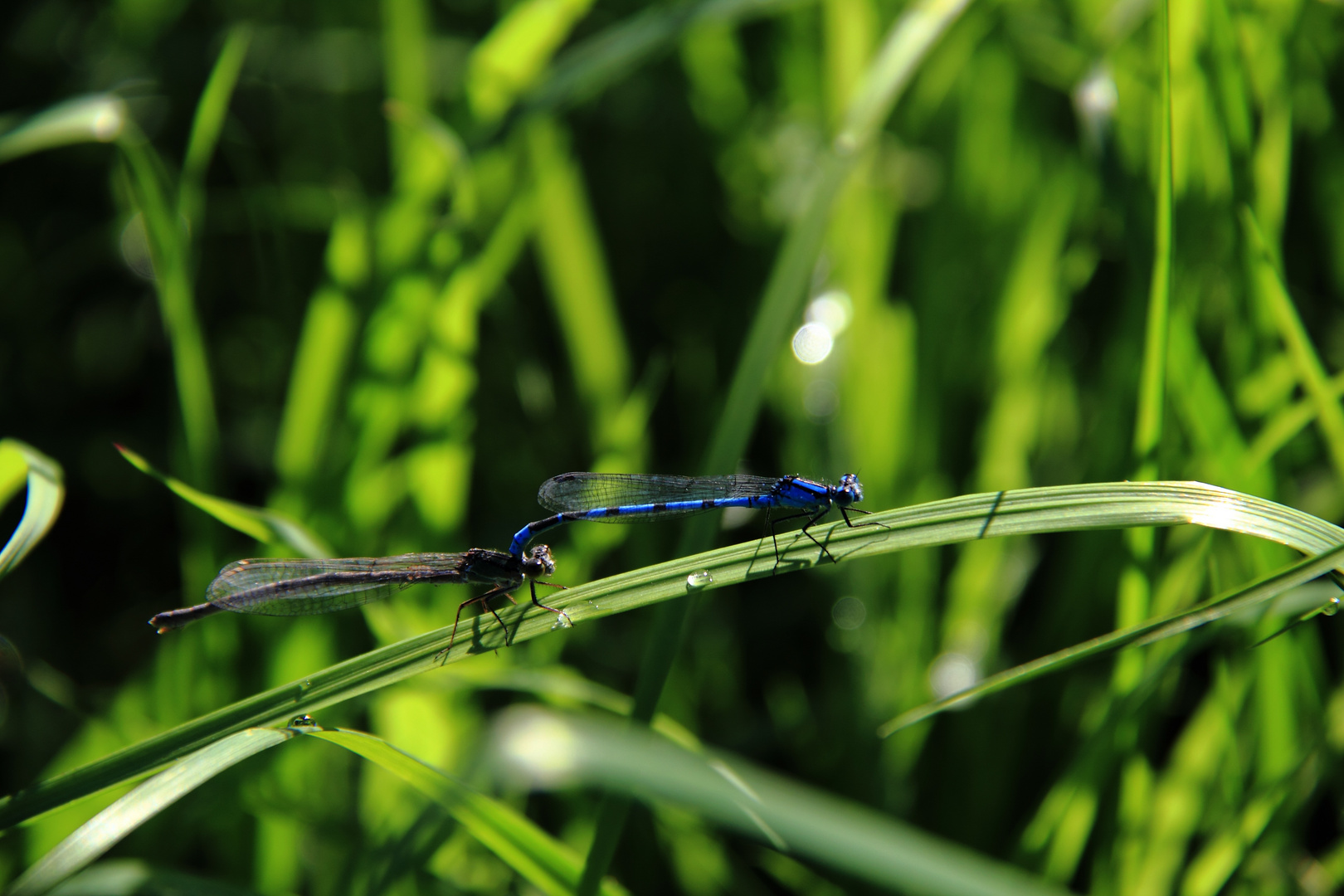 LIBELLEN IM GRAS ERWISCHT