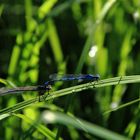 LIBELLEN IM GRAS ERWISCHT