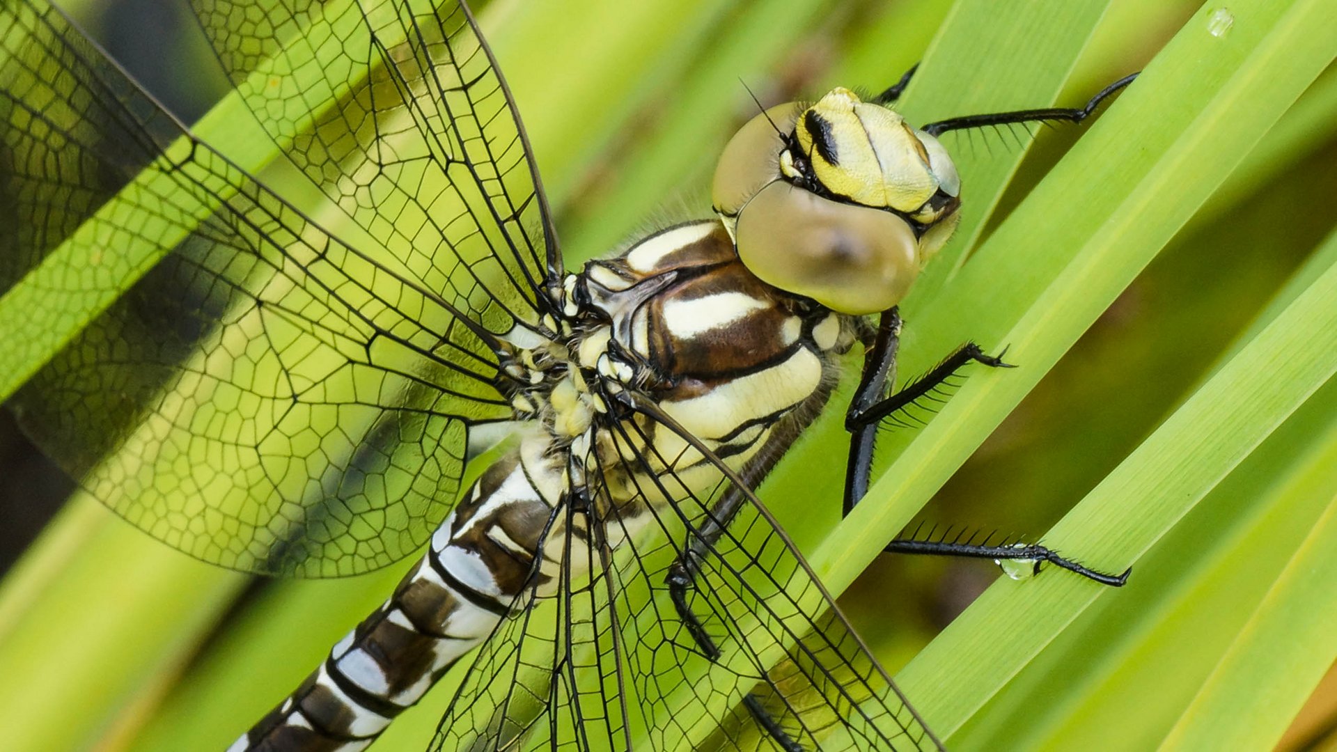 Libellen im heimischen Garten