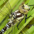 Libellen im heimischen Garten