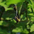 Libellen im herzformigen Paarungsrad