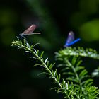 Libellen im Licht