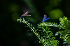 Libellen im Licht