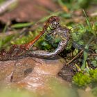 Libellen im Liebesrad