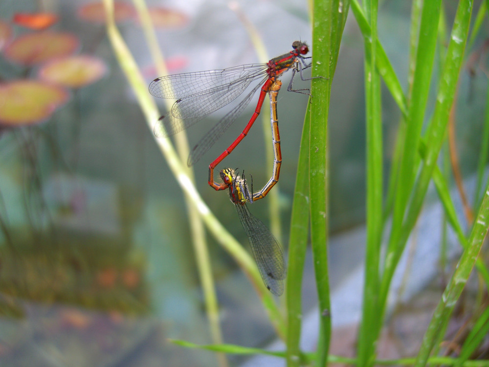 Libellen im Liebesrausch