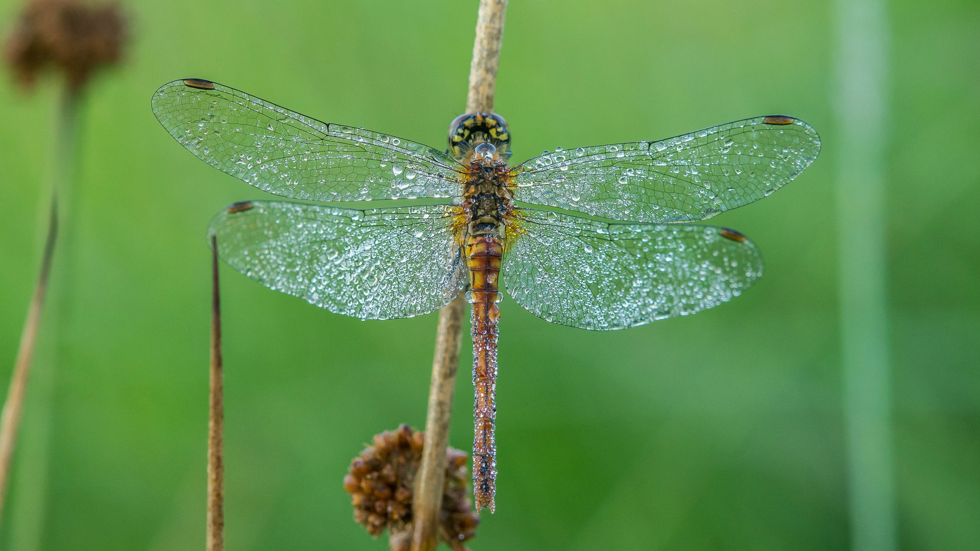 Libellen im Moor Foto & Bild | tiere, wildlife, libellen Bilder auf ...