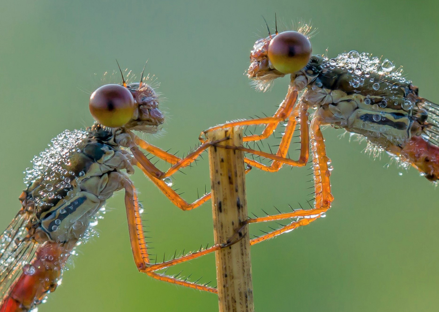 Libellen im Morgentau