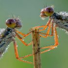 Libellen im Morgentau