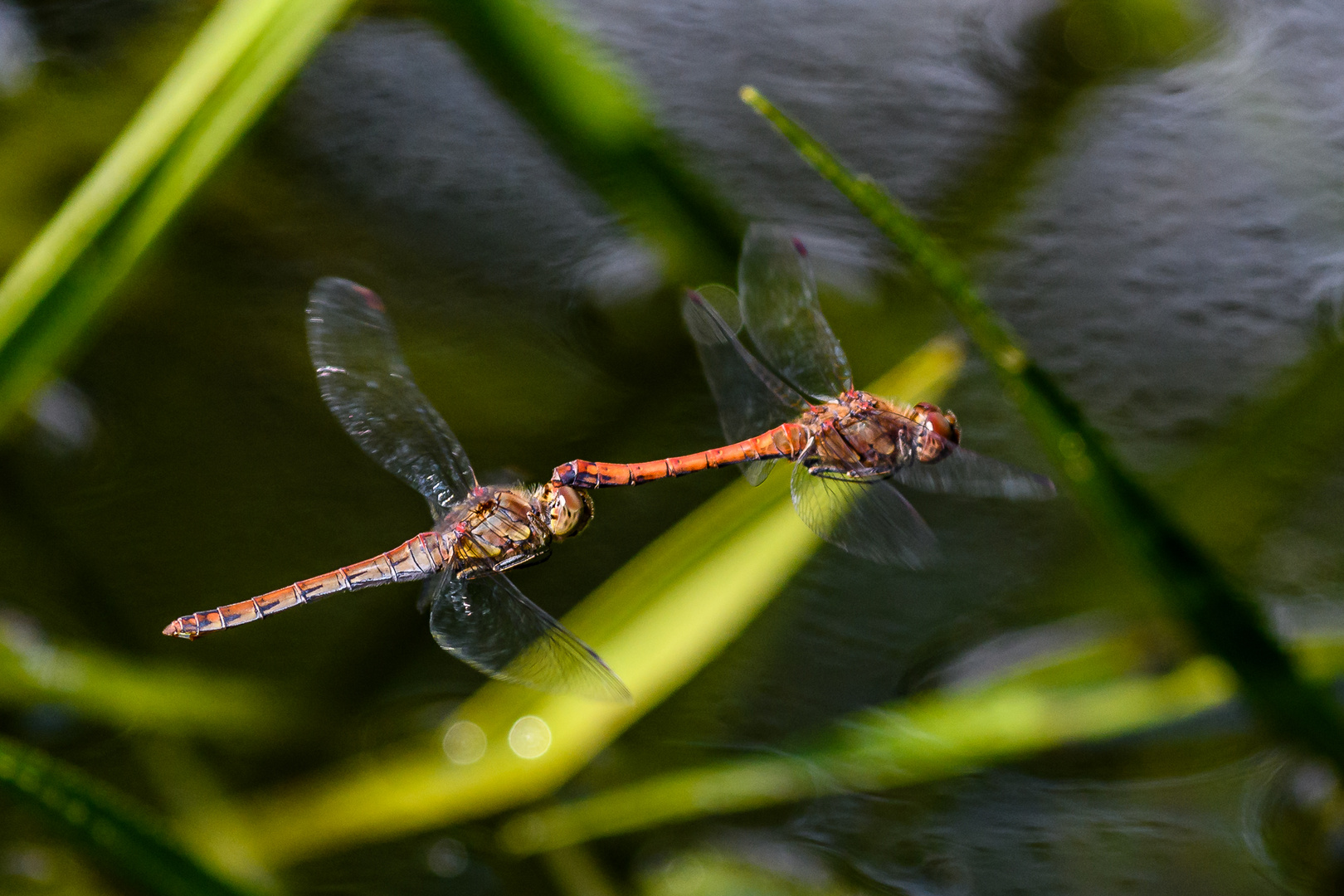 Libellen im Paarungsflug