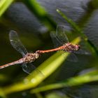 Libellen im Paarungsflug